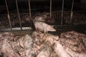 Grower pigs crammed together - Australian pig farming - Captured at Wondaphil Pork Company, Tragowel VIC Australia.