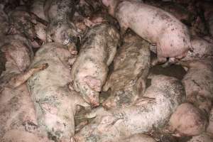 Grower pigs crammed together - Australian pig farming - Captured at Wondaphil Pork Company, Tragowel VIC Australia.