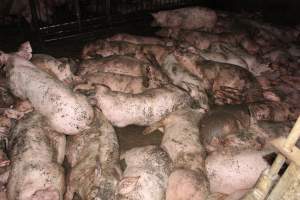 Grower pigs crammed together - Australian pig farming - Captured at Wondaphil Pork Company, Tragowel VIC Australia.