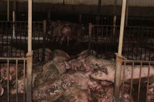 Grower pigs crammed together - Australian pig farming - Captured at Wondaphil Pork Company, Tragowel VIC Australia.