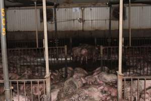 Grower pigs crammed together - Australian pig farming - Captured at Wondaphil Pork Company, Tragowel VIC Australia.