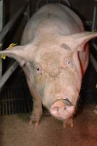 Sow in farrowing crate - Captured at Ludale Piggery, Reeves Plains SA Australia.