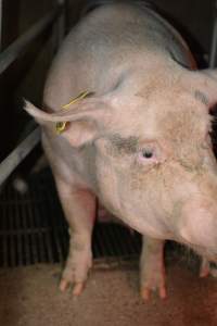 Sow in farrowing crate - Captured at Ludale Piggery, Reeves Plains SA Australia.