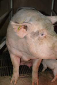 Sow in farrowing crate - Captured at Ludale Piggery, Reeves Plains SA Australia.