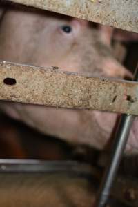 Fly with sow - Captured at Ludale Piggery, Reeves Plains SA Australia.