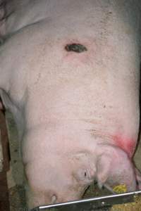 Pressure sore on sow - Captured at Ludale Piggery, Reeves Plains SA Australia.