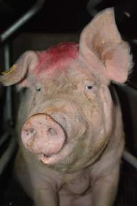 Sow in farrowing crates - Captured at Ludale Piggery, Reeves Plains SA Australia.