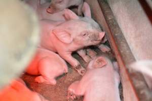 Captured at Ludale Piggery, Reeves Plains SA Australia.