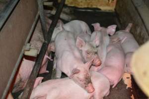 Piglet in farrowing crates - Captured at Ludale Piggery, Reeves Plains SA Australia.