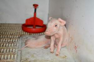 Piglet in farrowing crate - Captured at Saltlake pork, Lochiel SA Australia.