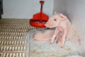 Piglet in farrowing crate - Captured at Saltlake pork, Lochiel SA Australia.