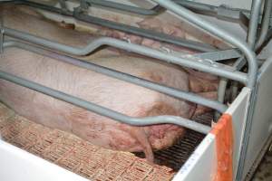 Sow in farrowing crate - Captured at Saltlake pork, Lochiel SA Australia.