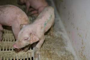 Piglet in farrowing crate - Captured at Saltlake pork, Lochiel SA Australia.