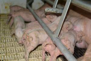 Piglet in farrowing crate - Captured at Saltlake pork, Lochiel SA Australia.