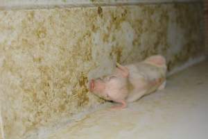 Piglet in Farrowing crate - Captured at Saltlake pork, Lochiel SA Australia.