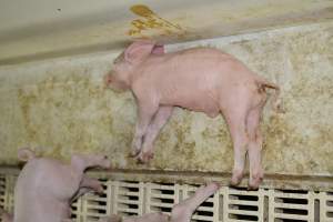 Dead piglet in farrowing crate - Captured at Saltlake pork, Lochiel SA Australia.