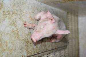 Dead piglet in farrowing crate - Captured at Saltlake pork, Lochiel SA Australia.