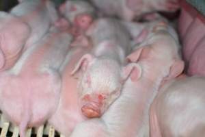 Piglets in farrowing crate - Captured at Saltlake pork, Lochiel SA Australia.