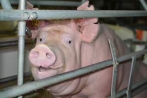 Sow in farrowing crate - Captured at Saltlake pork, Lochiel SA Australia.