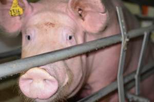 Sow in farrowing crate - Captured at Saltlake pork, Lochiel SA Australia.