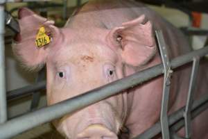 Sow in farrowing crate - Captured at Saltlake pork, Lochiel SA Australia.