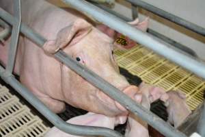 Sow in farrowing crate - Captured at Saltlake pork, Lochiel SA Australia.