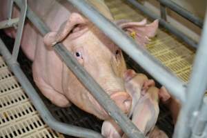 Sow in farrowing crate - Captured at Saltlake pork, Lochiel SA Australia.