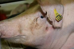 Sow in farrowing crate - Captured at Saltlake pork, Lochiel SA Australia.