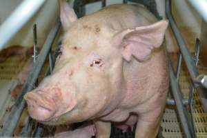 Sow in farrowing crate - Captured at Saltlake pork, Lochiel SA Australia.