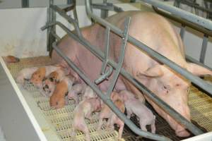 Sow in farrowing crate - Captured at Saltlake pork, Lochiel SA Australia.