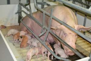 Sow in farrowing crate - Captured at Saltlake pork, Lochiel SA Australia.