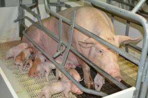 Sow in farrowing crate - Captured at Saltlake pork, Lochiel SA Australia.