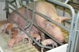 Sow in farrowing crate - Captured at Saltlake pork, Lochiel SA Australia.