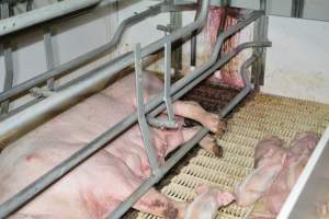 Sow in farrowing crate - Captured at Saltlake pork, Lochiel SA Australia.