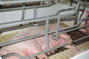 Sow in farrowing crate - Captured at Saltlake pork, Lochiel SA Australia.