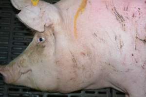 Sow in farrowing crate - Captured at Saltlake pork, Lochiel SA Australia.