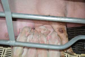 Piglets in farrowing crate - Captured at Saltlake pork, Lochiel SA Australia.