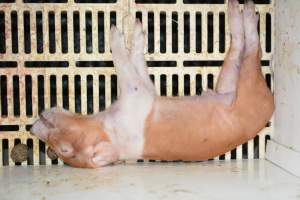 Dead piglet in farrowing crate - Captured at Saltlake pork, Lochiel SA Australia.