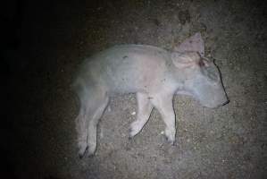 Dead piglet - Captured at Korunye Park Piggery, Korunye SA Australia.