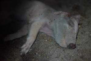 Dead piglet - Captured at Korunye Park Piggery, Korunye SA Australia.