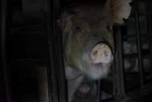 Sow in sow stall - Captured at Korunye Park Piggery, Korunye SA Australia.