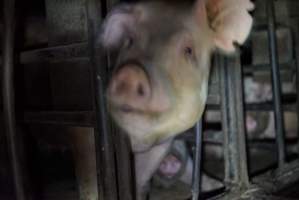 Sow in sow stall - Captured at Korunye Park Piggery, Korunye SA Australia.