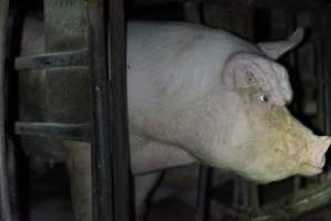 Sow in sow stall - Captured at Korunye Park Piggery, Korunye SA Australia.
