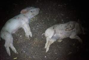 Dead piglets outside - Captured at Korunye Park Piggery, Korunye SA Australia.