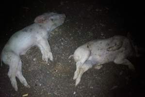 Dead piglets outside - Captured at Korunye Park Piggery, Korunye SA Australia.