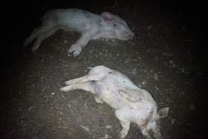 Dead piglets outside - Captured at Korunye Park Piggery, Korunye SA Australia.