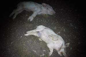 Dead piglets outside - Captured at Korunye Park Piggery, Korunye SA Australia.