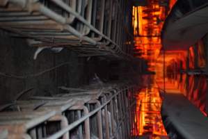 Inside pig farm - Captured at Korunye Park Piggery, Korunye SA Australia.