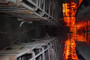 Inside pig farm - Captured at Korunye Park Piggery, Korunye SA Australia.