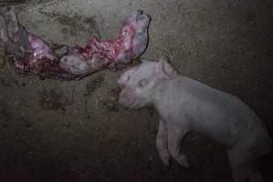 Dead piglets in walkway - Captured at Korunye Park Piggery, Korunye SA Australia.